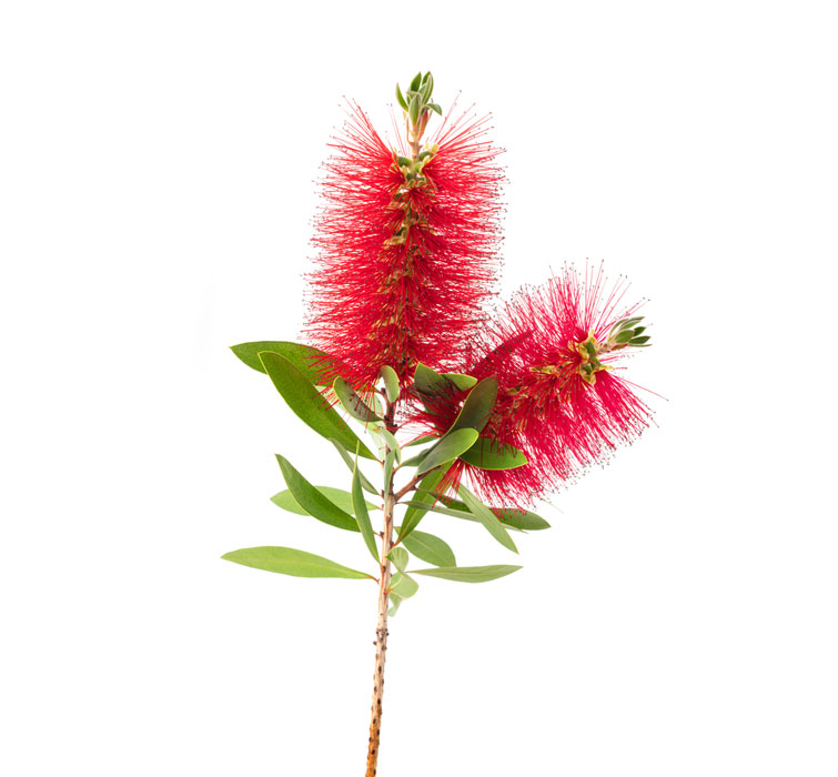 گل شیشه ‌شور 